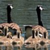 geese-2494952_640