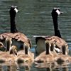 geese-2494952_640 geese-2494952_640